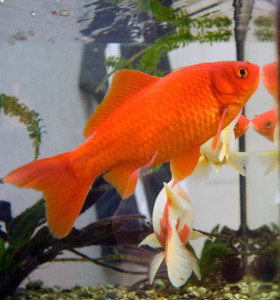 Goldfish3